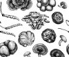 Emperor�s Mushroom Mix